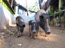 a family of swine