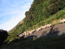 sheep running1